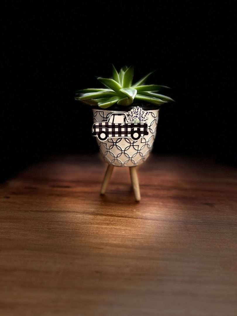 Succulent - Goldfish