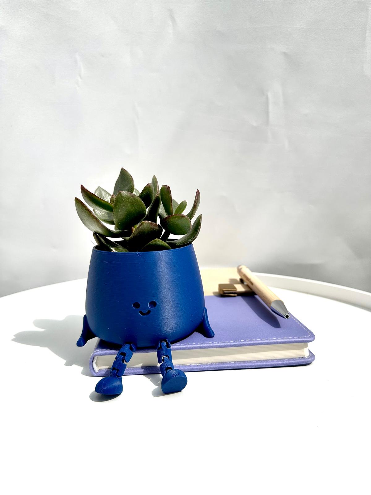 Elegant Blue Dreams Plant with soothing blue-green foliage.