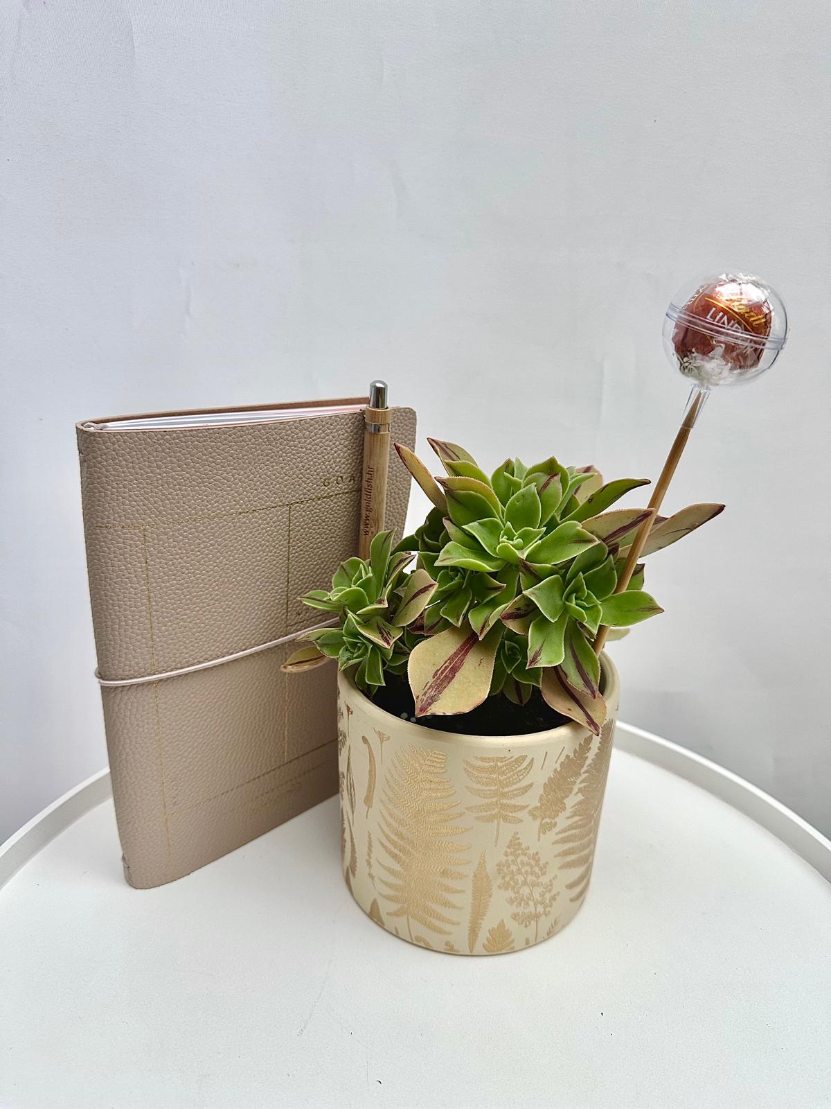 Nature Spark Plant Giftbox #104 - Image 2