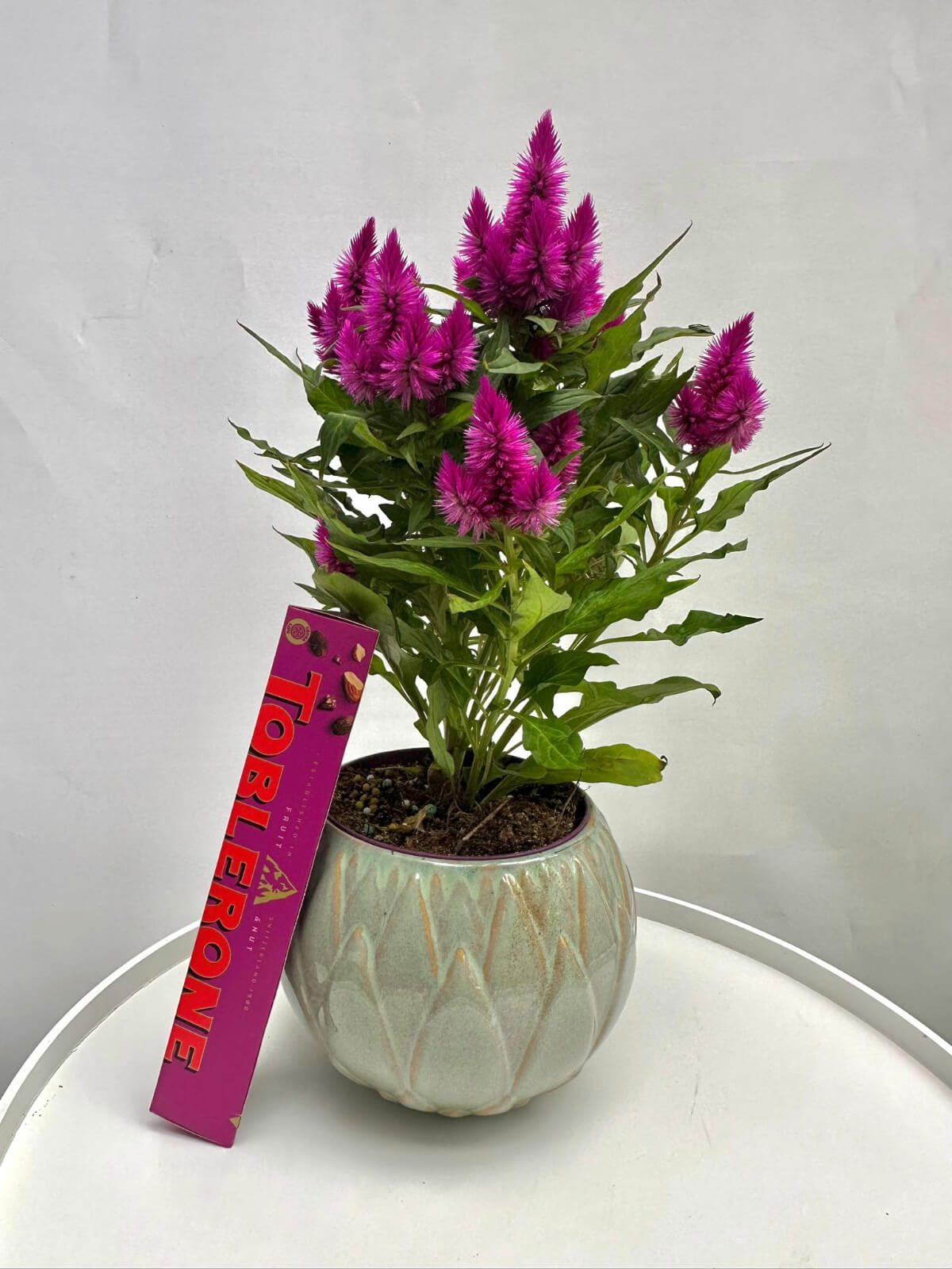 Vibrant pink plant with lush foliage adding a pop of color to any space.